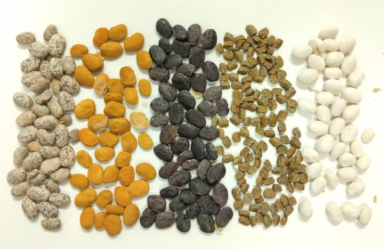 tepary beans varieties.PNG
